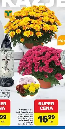 Carrefour Chryzantema średniokwiatowa 19 cm oferta