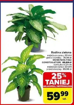 Carrefour Monstera thai constallation oferta