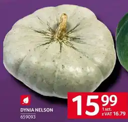 Selgros Dynia Nelson Selgros oferta