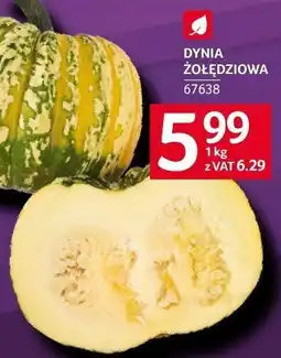 Selgros Dynia żółędziowa Selgros oferta