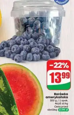 Dino Borówka amerykańska oferta