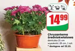 Dino Chryzantema średniokwiatowa oferta