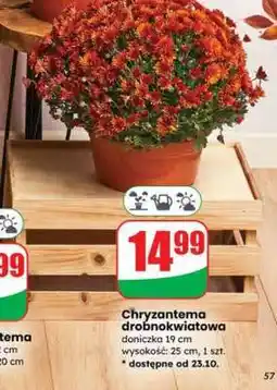 Dino Chryzantema drobnokwiatowa oferta