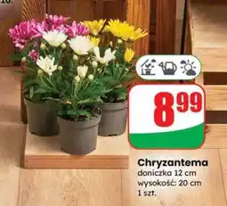 Dino Chryzantema oferta