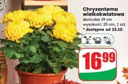 Dino Chryzantema wielkokwiatowa oferta