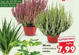 Kaufland Wrzos oferta