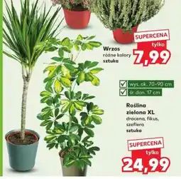 Kaufland Roślina zielona XL oferta