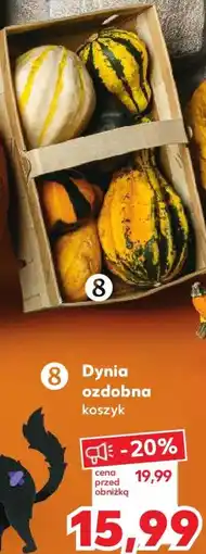 Kaufland Dynia ozdobna oferta