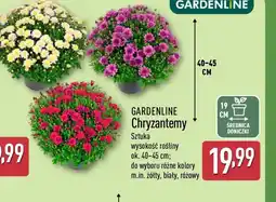 ALDI GARDENLINE Chryzantemy oferta