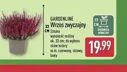 ALDI GARDENLINE Wrzos zwyczajny oferta