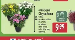 ALDI Chryzantema oferta
