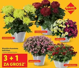 Lidl Chryzantema samokrzewiąca oferta