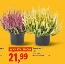 Lidl Wrzos 17 cm oferta