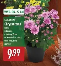 ALDI Chryzantema czerwona Gardenline oferta