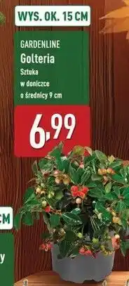 ALDI Golteria don. 9 cm Gardenline oferta