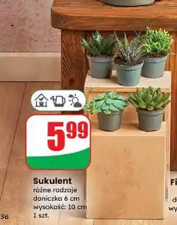 Dino Sukulenty oferta