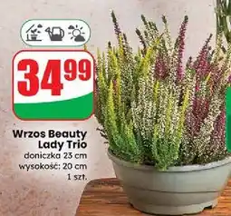 Dino Wrzos beauty ladies trzykolorowy don. 23 cm oferta