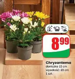 Dino Chryzantema 12 cm oferta