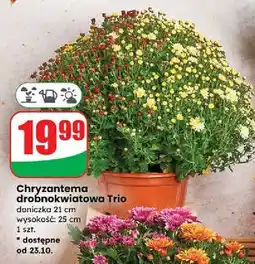Dino Chryzantemy trio wys. 25 cm oferta