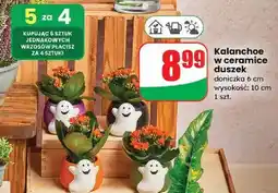 Dino Kalanchoe w ceramice duszek oferta