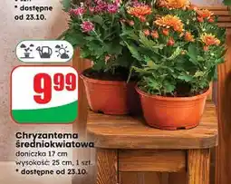 Dino Chryzantema średniokwiatowa 17 cm oferta