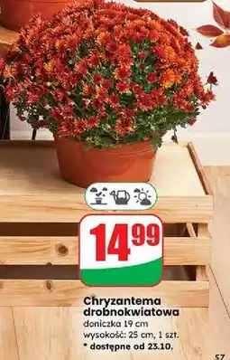 Dino Chryzantema drobnokwiatowa 19 cm oferta