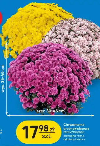 Castorama Chryzantema oferta