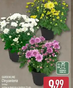 ALDI GARDENLINE Chryzantema oferta