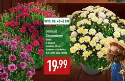 ALDI Chryzantemy oferta