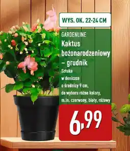 ALDI Kaktus bożonarodzeniowygrudnik oferta