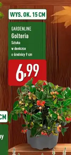 ALDI GARDENLINE Golteria oferta
