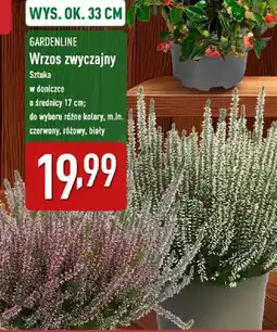 ALDI GARDENLINE Wrzos zwyczajny oferta