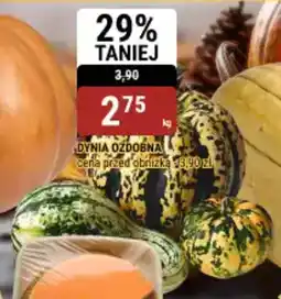 bi1 Dynia ozdobna oferta