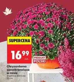 Biedronka Chryzantema samokrzewiąca w misie oferta