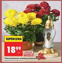 Biedronka Chryzantema wielkokwiatowa oferta
