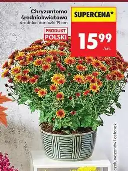 Biedronka Chryzantema średniokwiatowa oferta