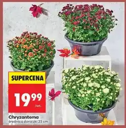 Biedronka Chryzantema oferta