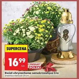 Biedronka Kwiat chryzantema samokrzewiąca trio oferta