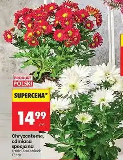 Biedronka Chryzantema, odmiana specjalna oferta