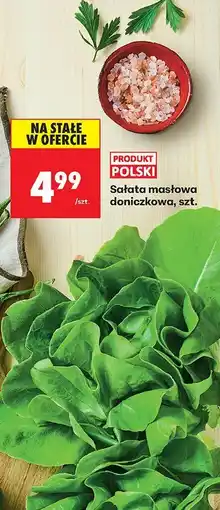 Biedronka Sałata masłowa doniczkowa, szt. Biedronka oferta