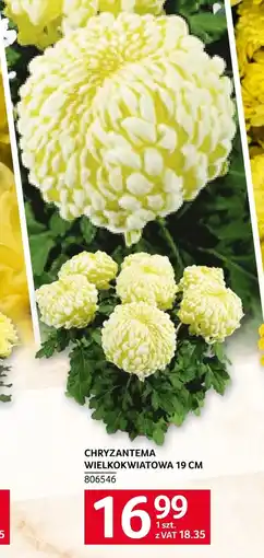 Selgros Chryzantema oferta