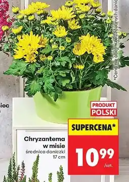 Biedronka Chryzantema w misie oferta