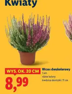 Lidl Wrzos dwukolorowy oferta