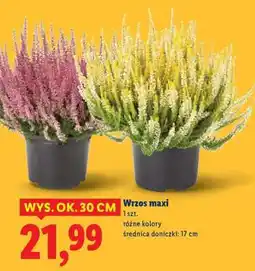 Lidl Wrzos maxi oferta