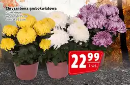 Prim Market Chryzantema grubokwiatowa oferta
