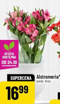 Polomarket Alstromeria bukiet - 6 szt. oferta