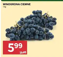 Stokrotka Winogrona ciemne Stokrotka oferta