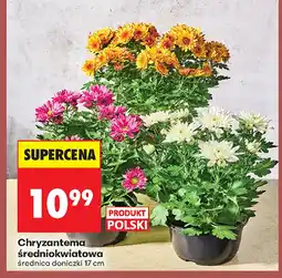 Biedronka Chryzantema Polski oferta