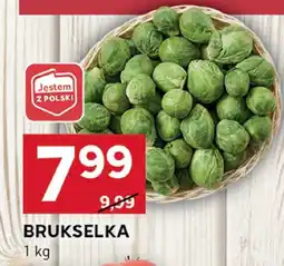 Stokrotka Brukselka Stokrotka oferta