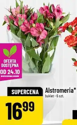 Polomarket Alstroemeria bukiet 6 szt oferta
